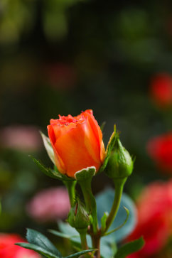 清新美丽花卉植物花鸟市场摄影图片