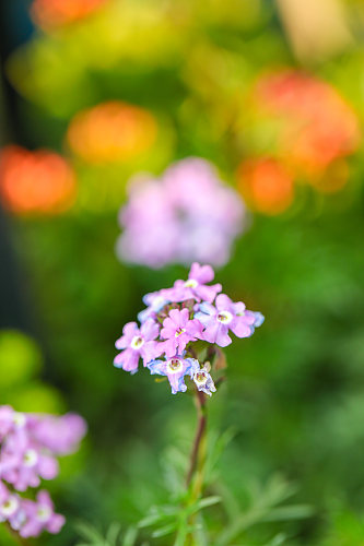 清新美丽花卉植物花鸟市场摄影图片