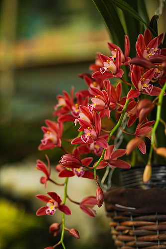 清新美丽花卉植物花鸟市场摄影图片