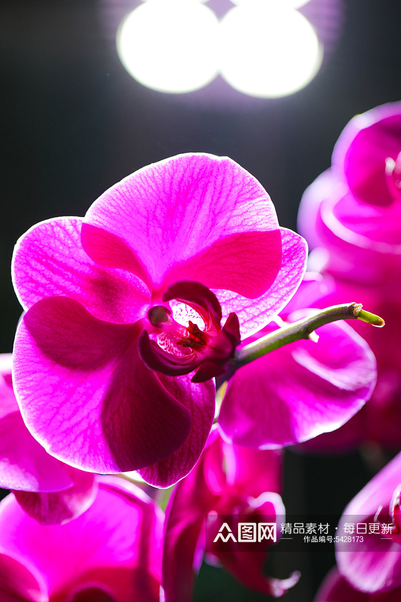 清新美丽花卉植物花鸟市场摄影图片素材