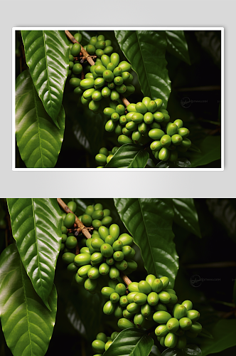 AI数字艺术咖啡豆摄影图片