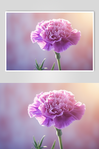 AI数字艺术高清紫色康乃馨花卉摄影图片