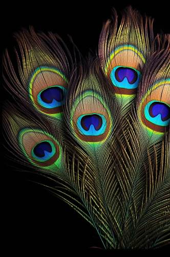 AI数字艺术创意孔雀羽毛纹理图片