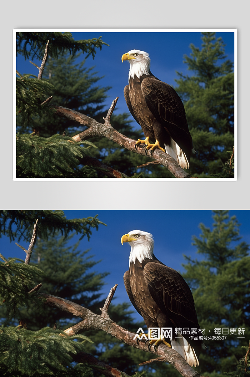 AI数字艺术清晰老鹰动物鸟飞翔摄影图片素材