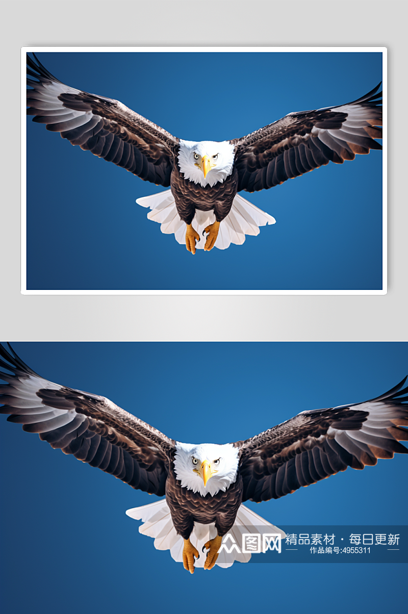 AI数字艺术清晰老鹰动物鸟飞翔摄影图片素材