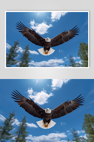 AI数字艺术超清老鹰动物鸟飞翔摄影图片