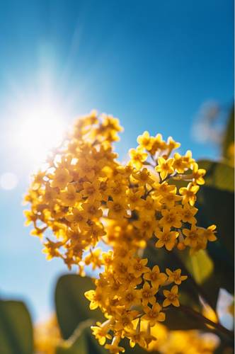 AI数字艺术桂花二十四节气立秋摄影图