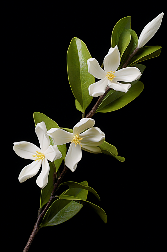 AI數(shù)字藝術(shù)3D立體秋季植物花朵模型