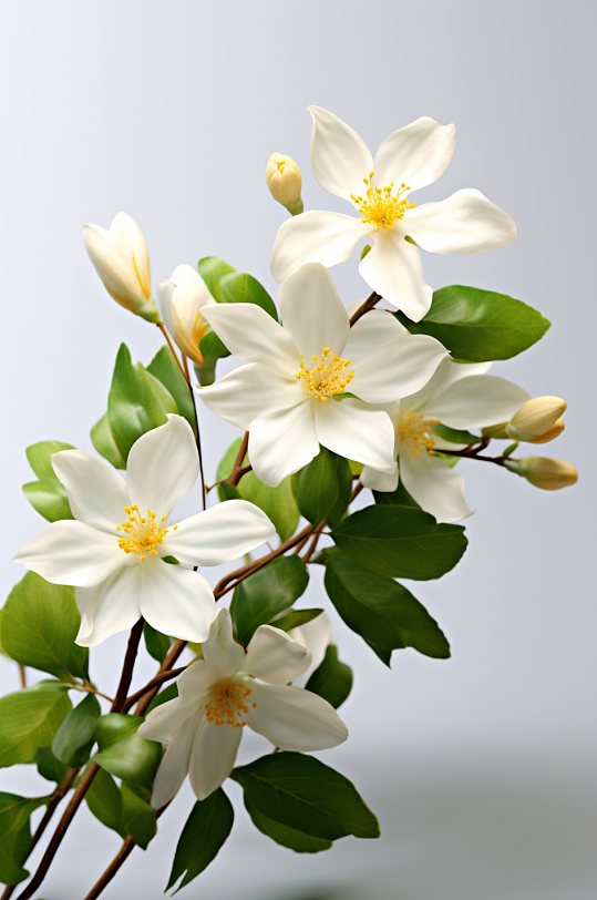 AI數(shù)字藝術(shù)3D立體秋季植物花朵模型
