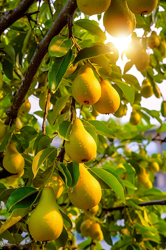AI数字艺术梨子果树果园农产品摄影图片