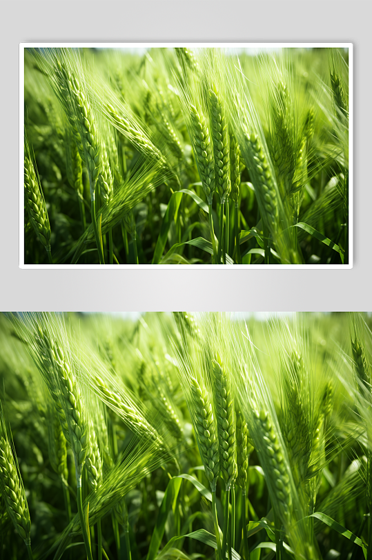 AI数字艺术麦田麦穗摄影图片-众图网
