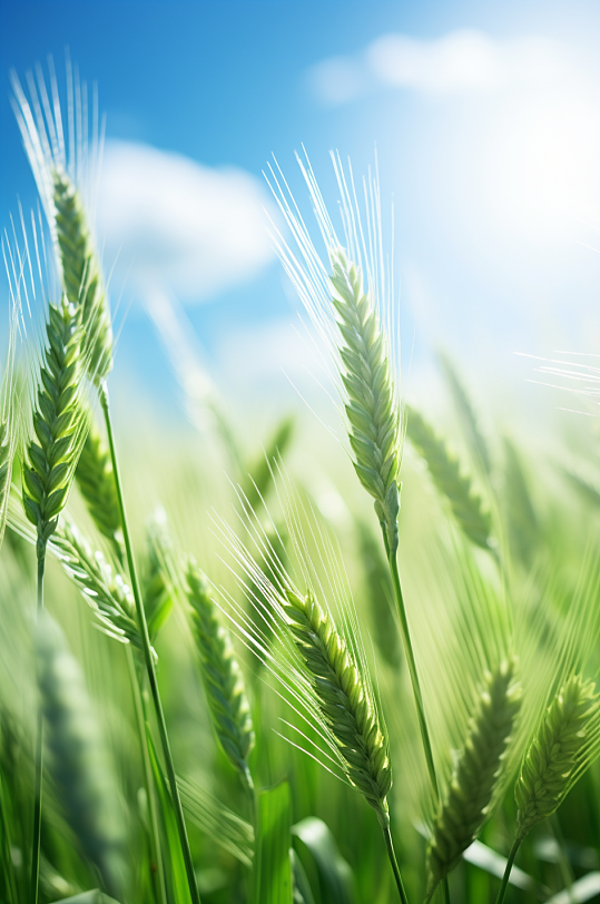 AI数字艺术小麦麦子稻谷稻田摄影图-众图网