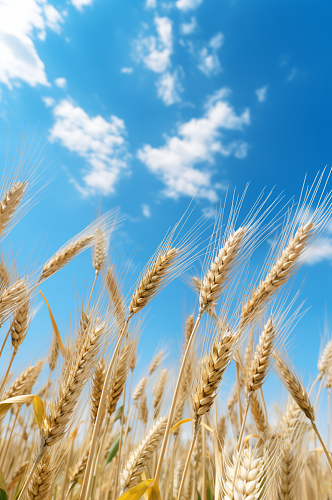 AI数字艺术小麦麦子稻谷稻田摄影图