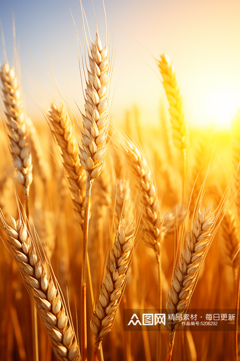 AI数字艺术小麦麦子稻谷稻田摄影图素材