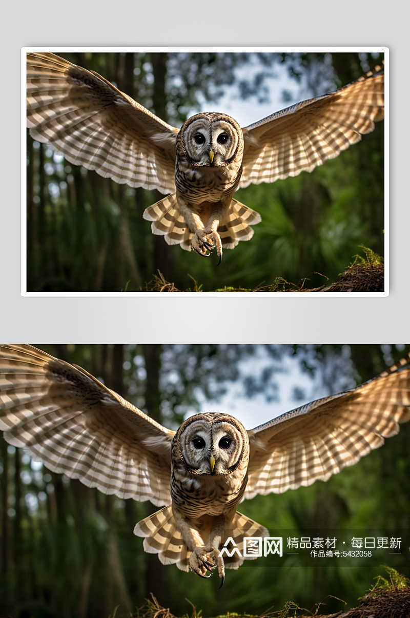 AI数字艺术猫头鹰动物摄影图片素材