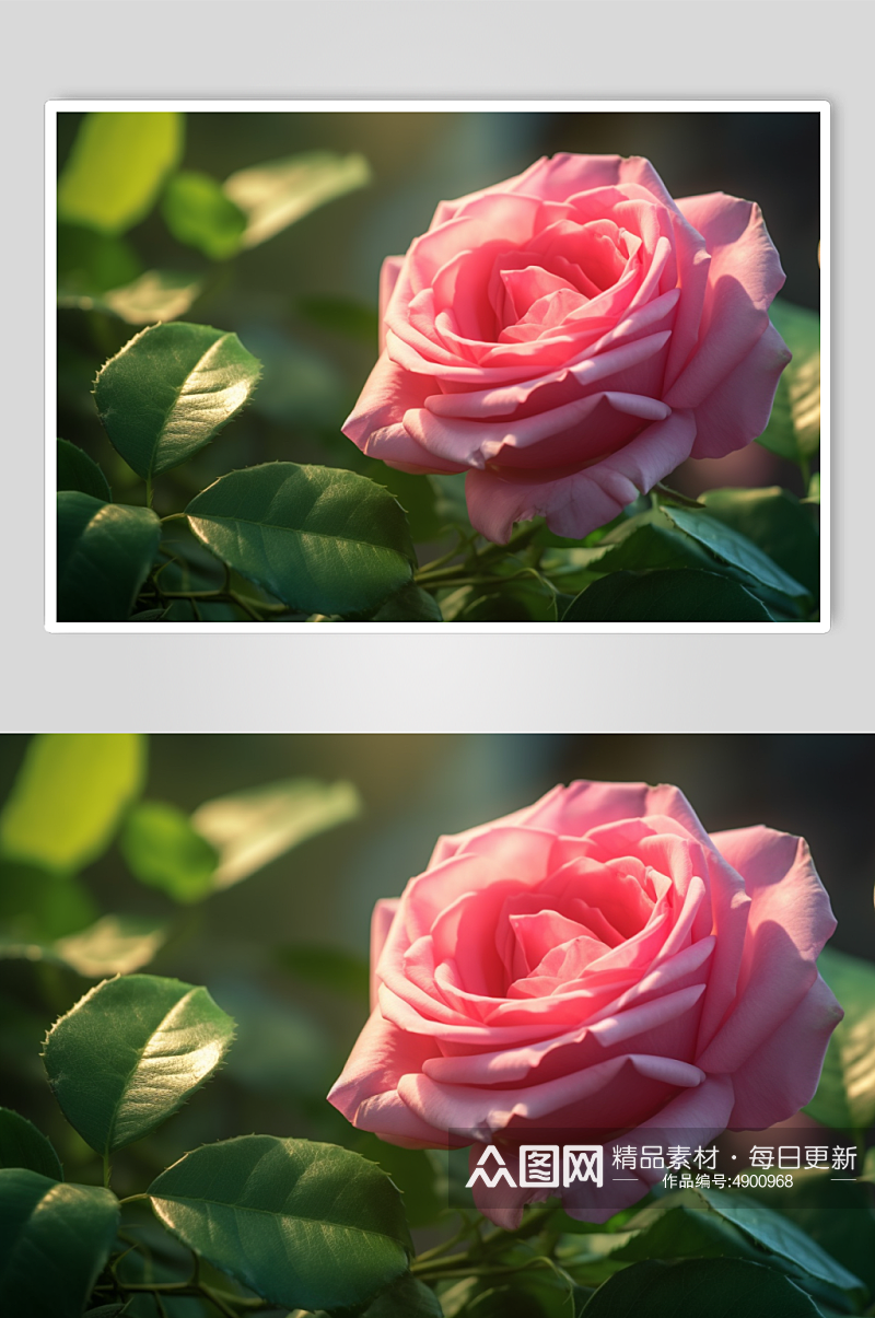 AI数字艺术唯美粉色玫瑰花卉摄影图片素材