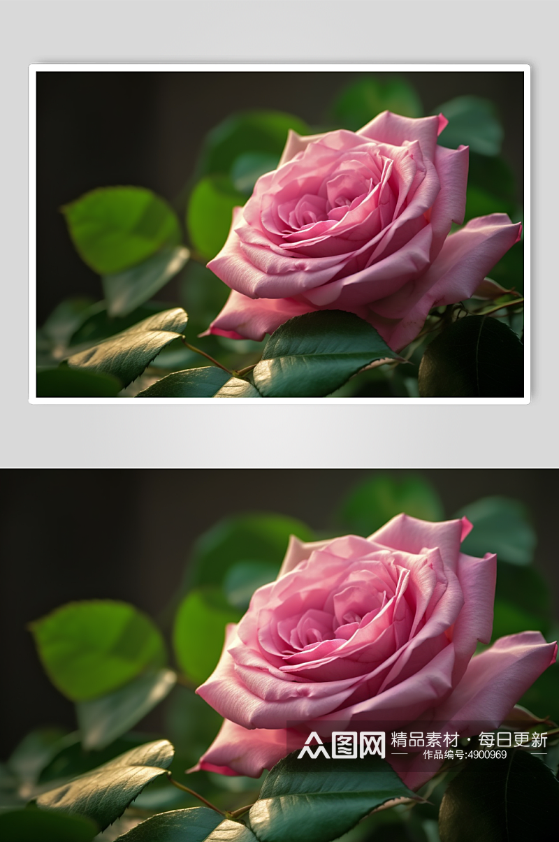AI数字艺术唯美粉色玫瑰花卉摄影图片素材