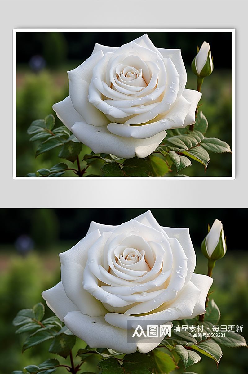 AI数字艺术玫瑰花卉摄影图片素材
