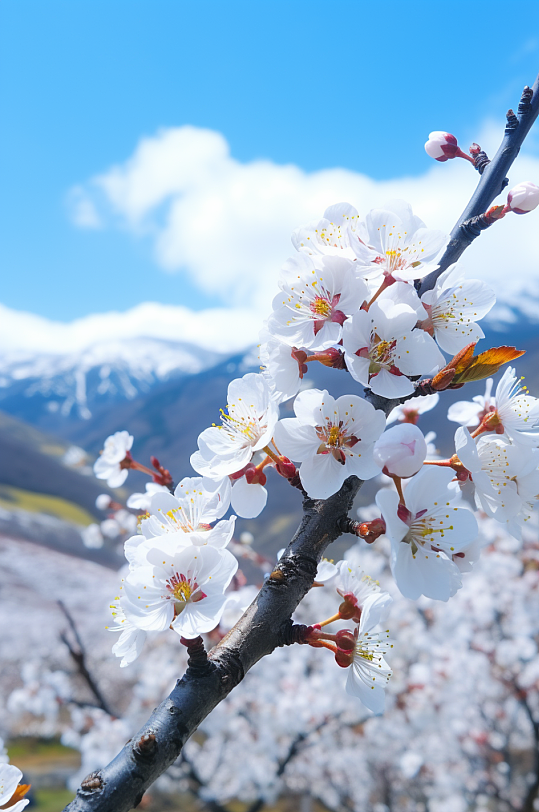 AI数字艺术高清梅花花朵摄影图