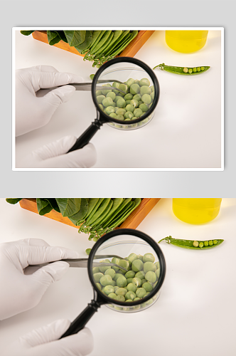 嫩豌豆食品安全农业科技食品培育摄影图片