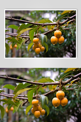 AI数字艺术清新枇杷生鲜水果摄影图片