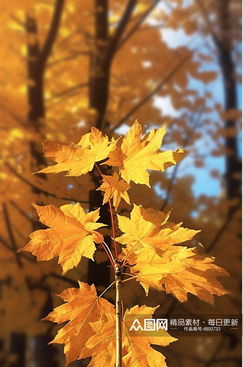 AI数字艺术秋季枫叶二十四节气秋分摄影图素材