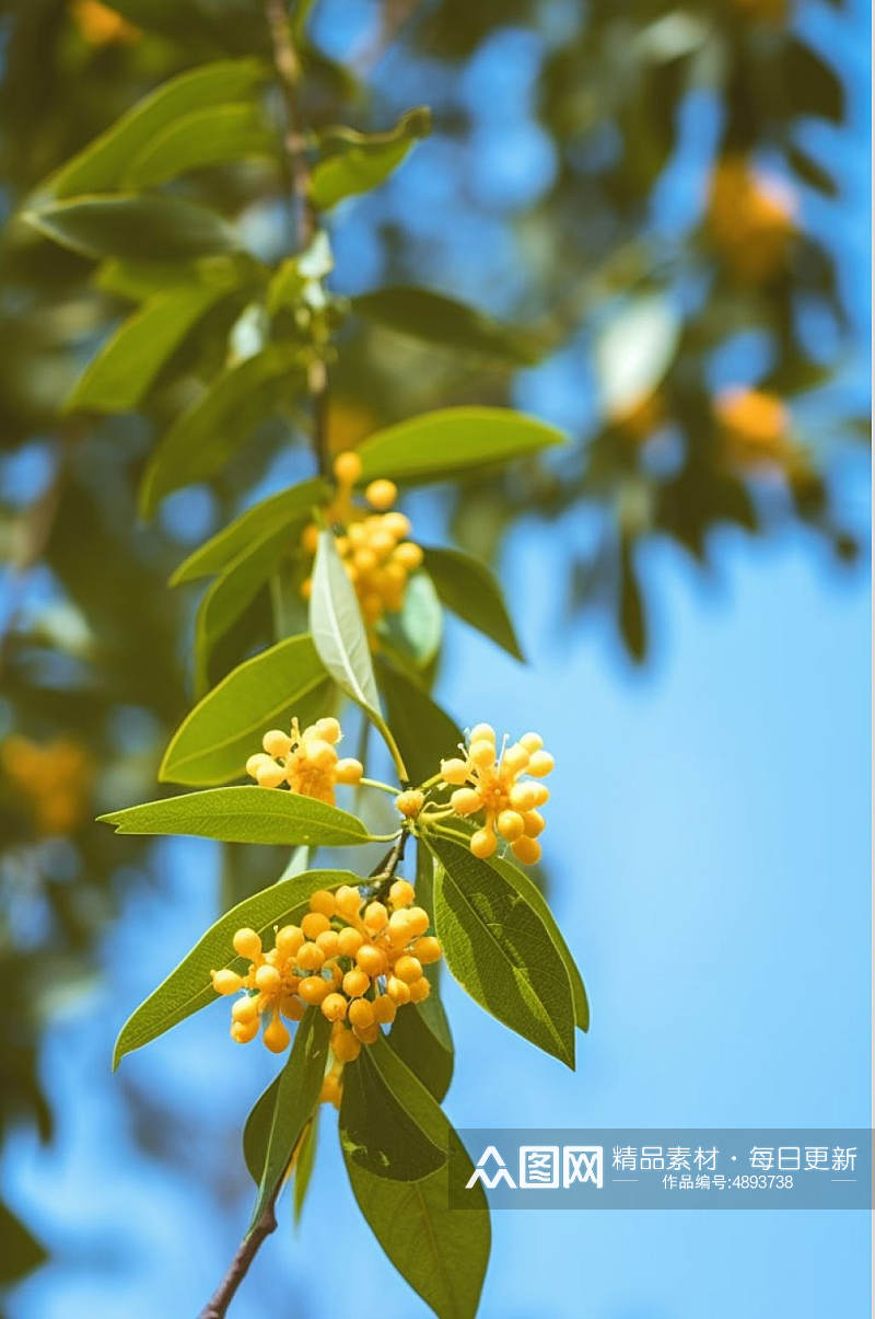 AI数字艺术桂花二十四节气秋分摄影图素材