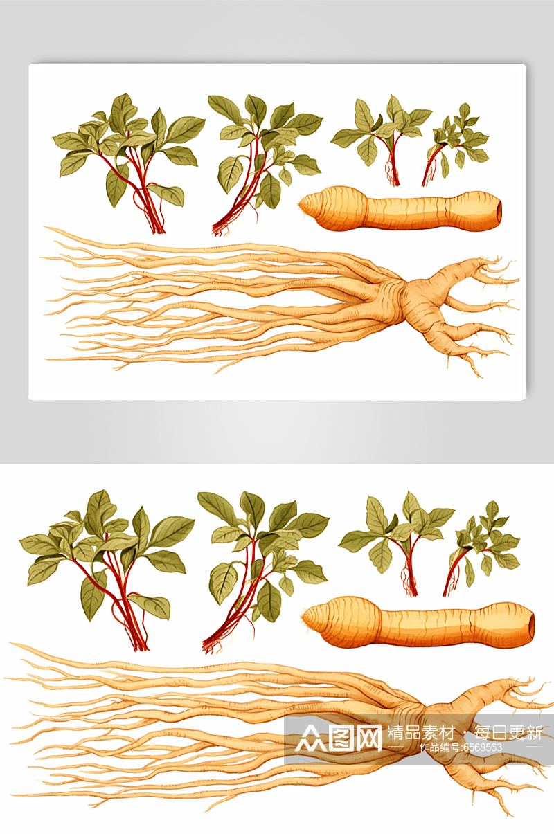 AI数字艺术人参中草药药材插画素材