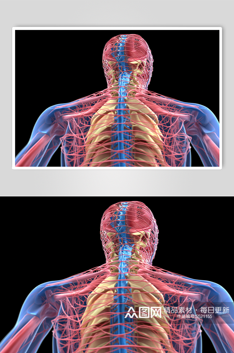 AI数字艺术人体各部位神经医疗透视图片素材