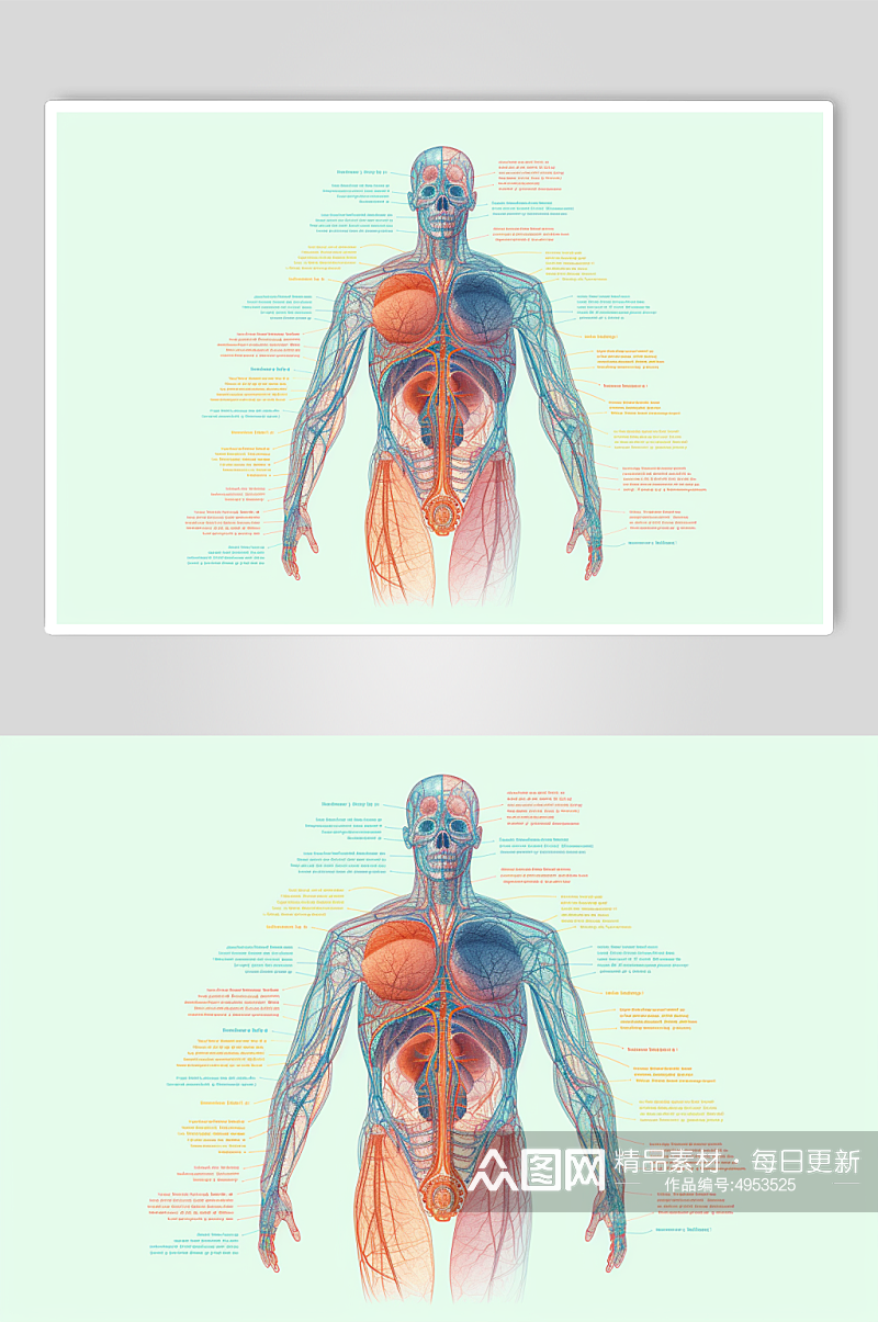 AI数字艺术卡通人体器官结构医疗医学插画素材