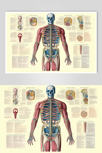 AI数字艺术卡通人体器官结构医疗医学插画