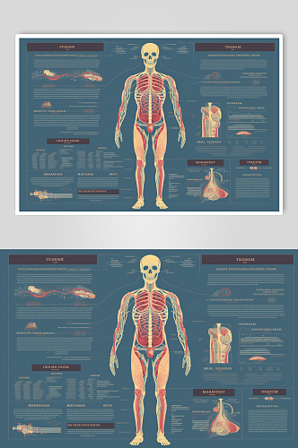 AI数字艺术卡通人体器官结构医疗医学插画
