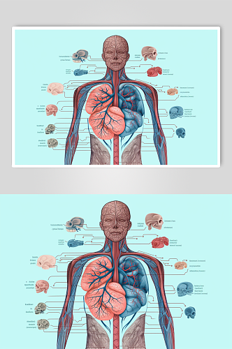AI数字艺术卡通人体器官结构医疗医学插画