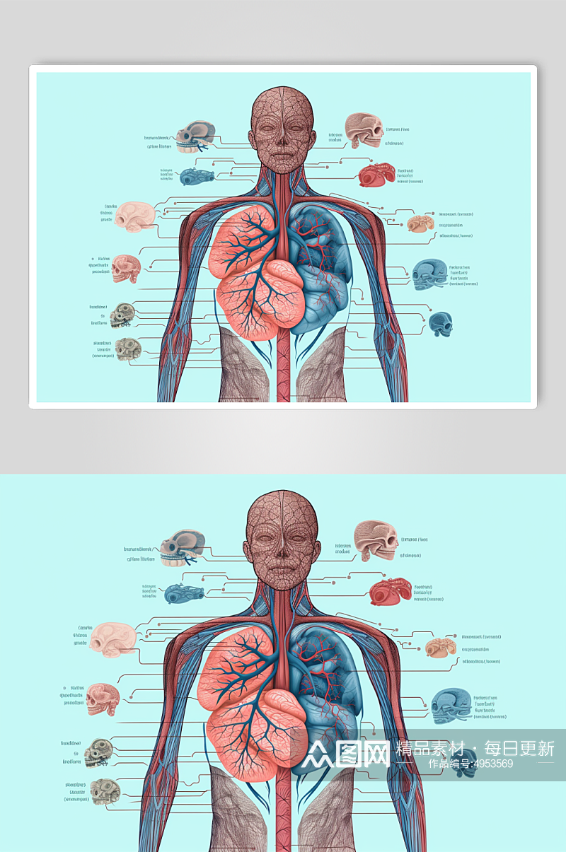 AI数字艺术卡通人体器官结构医疗医学插画素材
