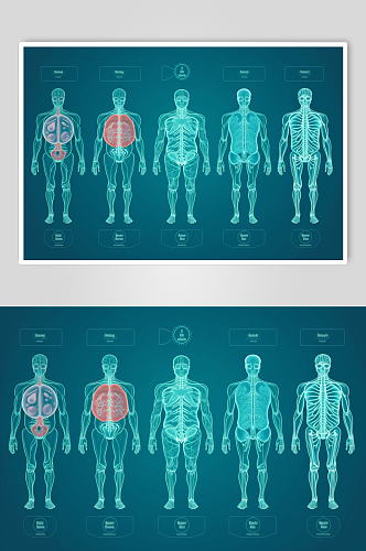 AI数字艺术卡通人体器官结构医疗医学插画