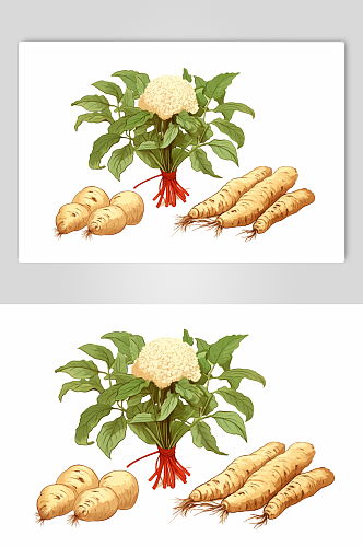 AI数字艺术三七中草药药材插画