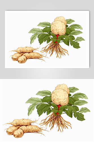 AI数字艺术三七中草药药材插画