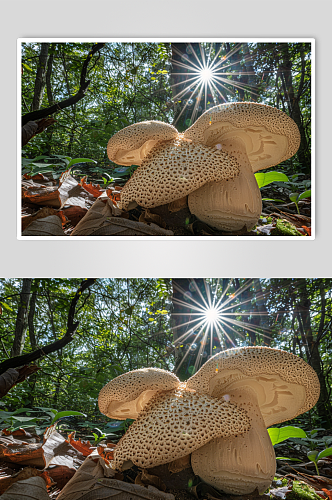 AI数字艺术野生食用菌美食图片