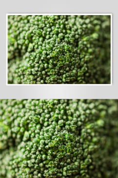新鲜西蓝花花椰菜有机蔬菜食材摄影图片