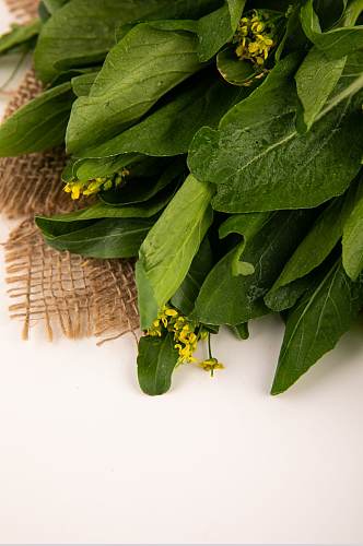 新鲜油菜花芸薹蔬菜食物摄影图片