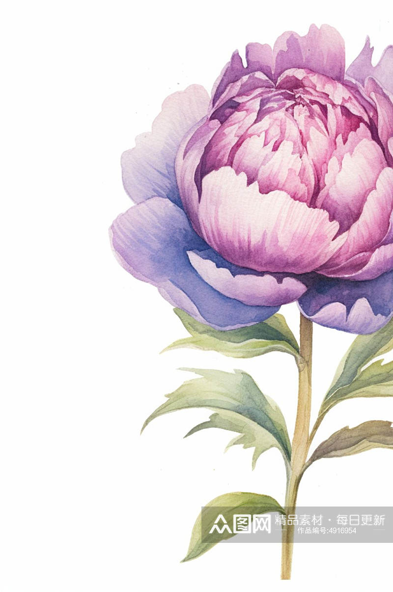 AI数字艺术手绘紫色水彩风牡丹花卉插画素材