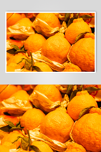 新鲜丑橘水果鲜果摄影图片