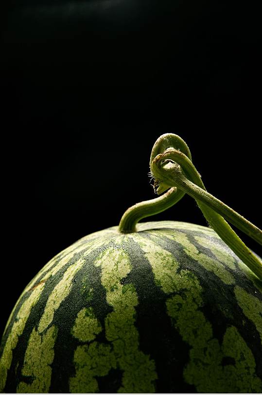 新鲜西瓜麒麟瓜水果鲜果摄影图片