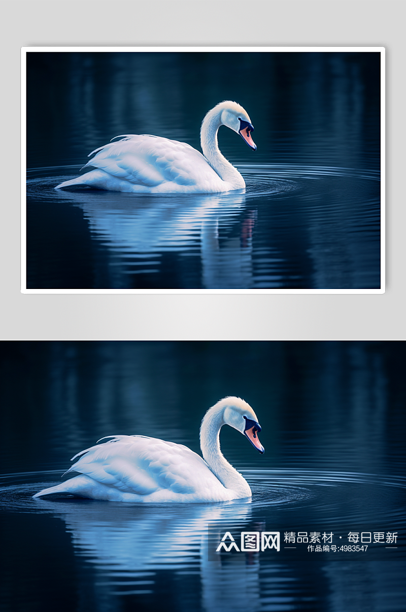 AI数字艺术清晰天鹅动物摄影图片素材