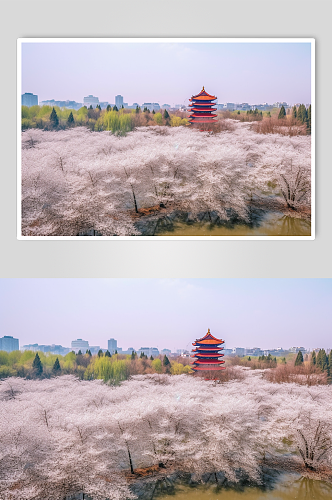 AI数字艺术国内城市武汉樱花景点摄影图片