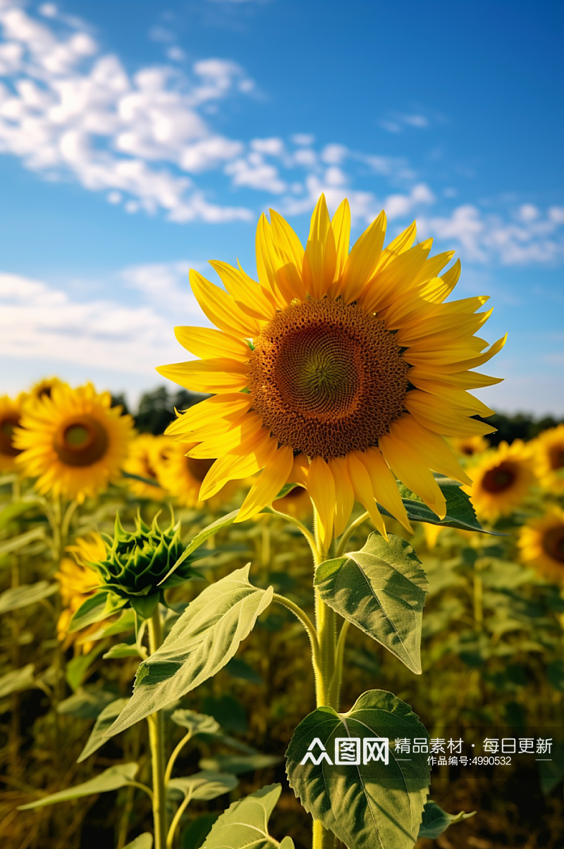 AI数字艺术清新夏季花卉向日葵摄影图片素材