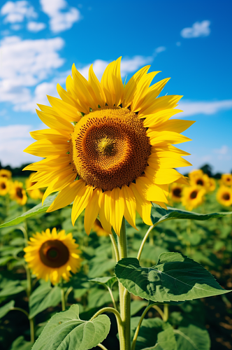 AI数字艺术清新夏季花卉向日葵摄影图片