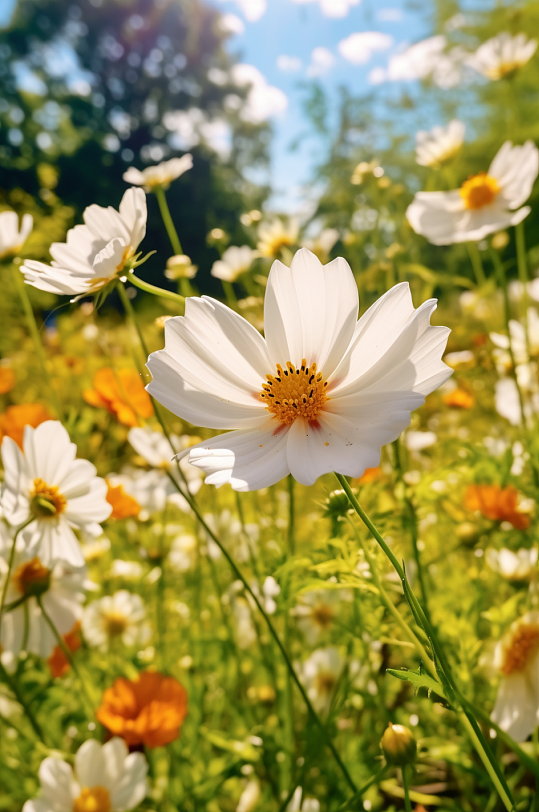 AI数字艺术极简夏季花卉向日葵摄影图片-众图网