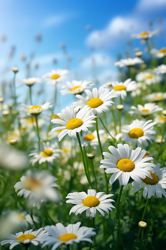 AI数字艺术极简夏季花卉向日葵摄影图片-众图网