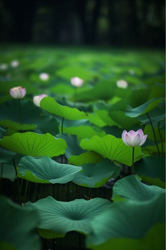 AI数字艺术荷花二十四节气小暑摄影图